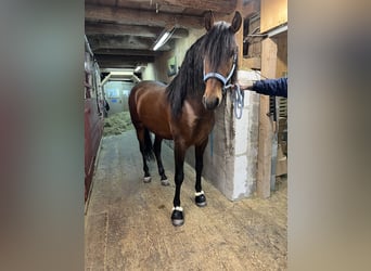 PRE Mestizo, Caballo castrado, 7 años, 165 cm, Castaño oscuro