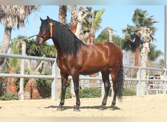 PRE Mestizo, Caballo castrado, 7 años, 165 cm, Castaño oscuro