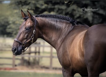 PRE, Caballo castrado, 7 años, 165 cm, Castaño oscuro