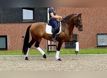 PRE, Caballo castrado, 7 años, 165 cm, Castaño oscuro