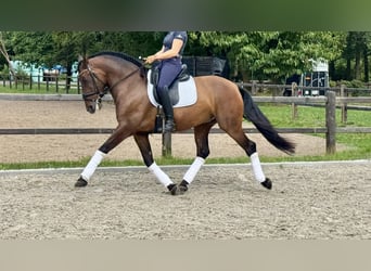 PRE, Caballo castrado, 7 años, 165 cm, Castaño oscuro