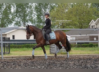 PRE, Caballo castrado, 7 años, 165 cm, Castaño oscuro