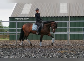 PRE, Caballo castrado, 7 años, 165 cm, Castaño oscuro