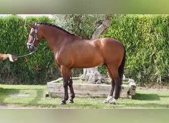 PRE Mestizo, Caballo castrado, 7 años, 165 cm, Castaño rojizo