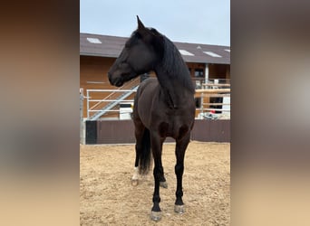 PRE Mestizo, Caballo castrado, 7 años, 165 cm, Negro