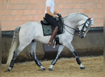 PRE Mestizo, Caballo castrado, 7 años, 165 cm, Tordo