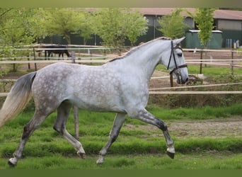 PRE Mestizo, Caballo castrado, 7 años, 165 cm, Tordo