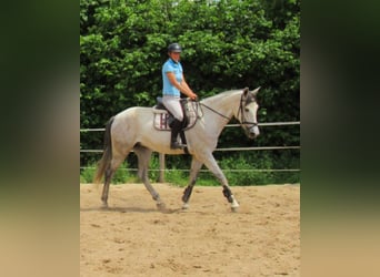 PRE Mestizo, Caballo castrado, 7 años, 165 cm, Tordo