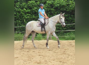 PRE Mestizo, Caballo castrado, 7 años, 165 cm, Tordo