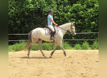 PRE Mestizo, Caballo castrado, 7 años, 165 cm, Tordo