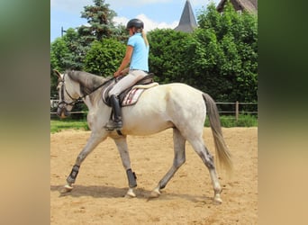 PRE Mestizo, Caballo castrado, 7 años, 165 cm, Tordo