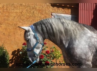 PRE, Caballo castrado, 7 años, 165 cm, Tordo