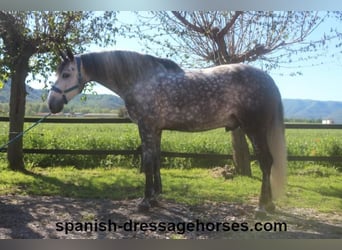 PRE, Caballo castrado, 7 años, 165 cm, Tordo