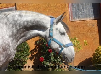 PRE, Caballo castrado, 7 años, 165 cm, Tordo