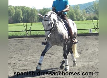 PRE, Caballo castrado, 7 años, 165 cm, Tordo