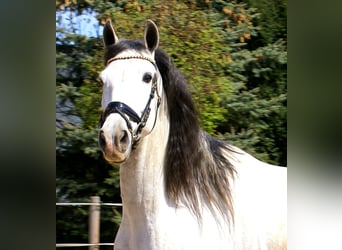 PRE Mestizo, Caballo castrado, 7 años, 165 cm, Tordo