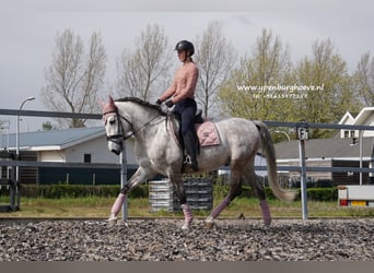 PRE, Caballo castrado, 7 años, 165 cm, Tordo ruano