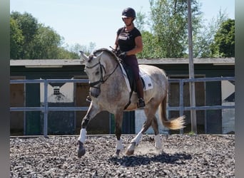 PRE, Caballo castrado, 7 años, 165 cm, Tordo ruano