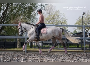 PRE, Caballo castrado, 7 años, 165 cm, Tordo ruano