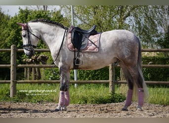 PRE, Caballo castrado, 7 años, 165 cm, Tordo ruano