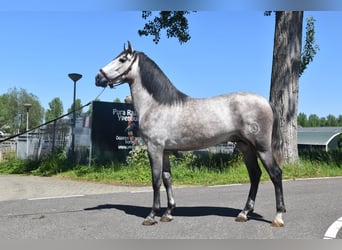 PRE, Caballo castrado, 7 años, 165 cm, Tordo ruano