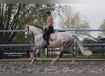 PRE, Caballo castrado, 7 años, 165 cm, Tordo ruano