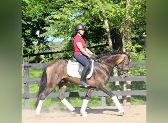 PRE Mestizo, Caballo castrado, 7 años, 166 cm, Buckskin/Bayo