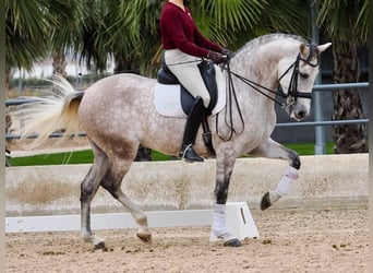 PRE Mestizo, Caballo castrado, 7 años, 166 cm, Tordo