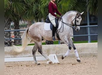 PRE Mestizo, Caballo castrado, 7 años, 166 cm, Tordo