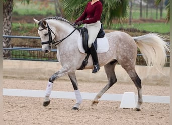 PRE Mestizo, Caballo castrado, 7 años, 166 cm, Tordo