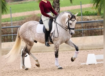 PRE Mestizo, Caballo castrado, 7 años, 166 cm, Tordo