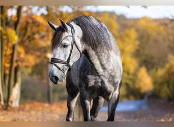 PRE Mestizo, Caballo castrado, 7 años, 166 cm, Tordo rodado