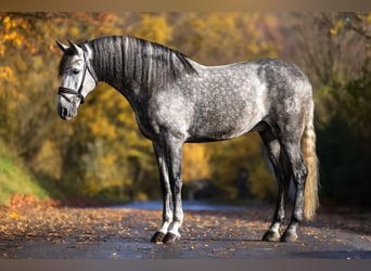 PRE, Caballo castrado, 7 años, 166 cm, Tordo rodado