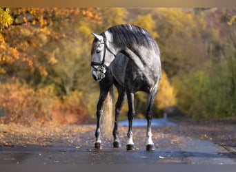 PRE, Caballo castrado, 7 años, 166 cm, Tordo rodado