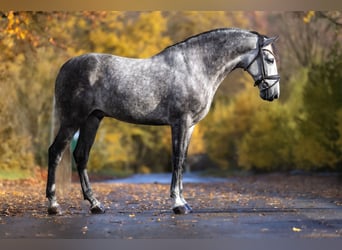 PRE, Caballo castrado, 7 años, 166 cm, Tordo rodado