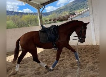 PRE Mestizo, Caballo castrado, 7 años, 167 cm, Alazán-tostado