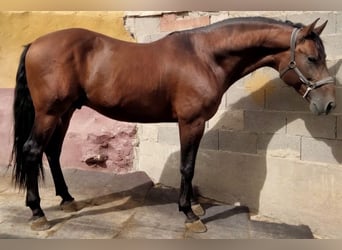 PRE, Caballo castrado, 7 años, 167 cm, Castaño