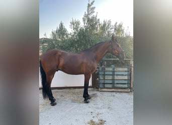 PRE, Caballo castrado, 7 años, 167 cm, Castaño