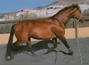 PRE, Caballo castrado, 7 años, 167 cm, Castaño