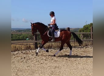PRE, Caballo castrado, 7 años, 167 cm, Castaño
