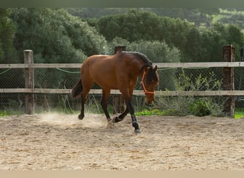 PRE, Caballo castrado, 7 años, 167 cm, Castaño