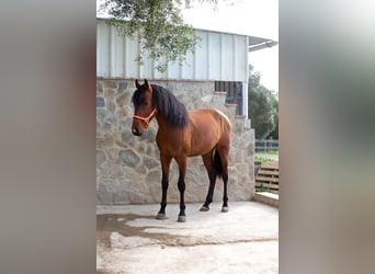 PRE, Caballo castrado, 7 años, 167 cm, Castaño
