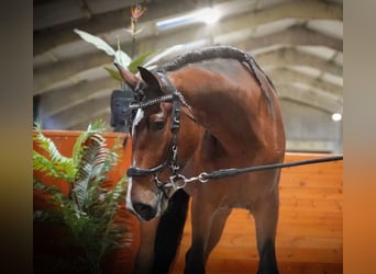 PRE, Caballo castrado, 7 años, 167 cm, Castaño rojizo