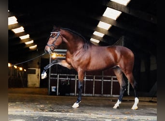 PRE, Caballo castrado, 7 años, 167 cm, Castaño rojizo