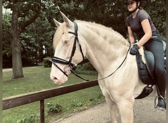 PRE, Caballo castrado, 7 años, 167 cm, Perla