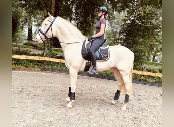 PRE, Caballo castrado, 7 años, 167 cm, Perla