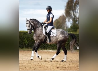 PRE, Caballo castrado, 7 años, 167 cm, Tordo