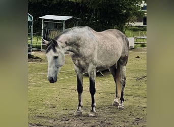 PRE, Caballo castrado, 7 años, 167 cm, Tordo rodado