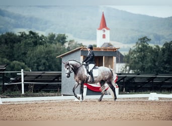 PRE, Caballo castrado, 7 años, 167 cm, Tordo rodado