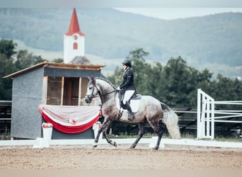 PRE, Caballo castrado, 7 años, 167 cm, Tordo rodado